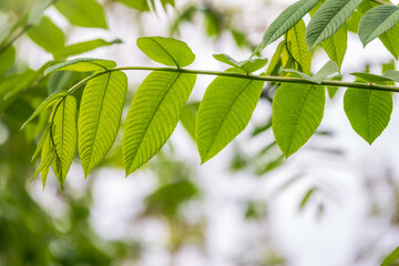 Obraz premium Green bushes with young leaves in the sunset