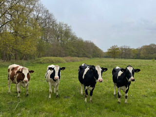 Four cows looking towards the camera