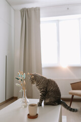 funny tabby cat in a cozy home interior.
