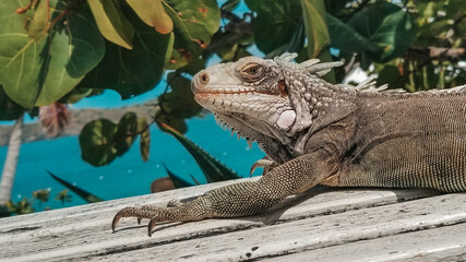 St thomas Coral world Iguana
