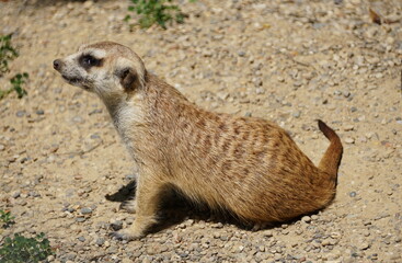 A cute Meerkat standing on the ground