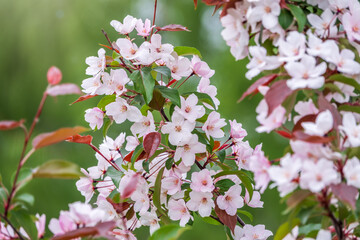 White and pink cherry flowers. The branches of a blossoming Cherry tree with white and pink flowers.