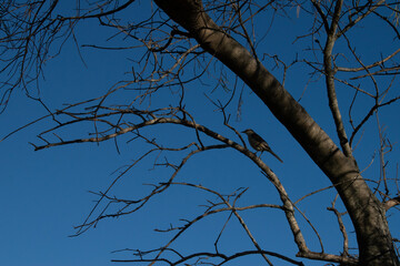 Pajaro en rama
