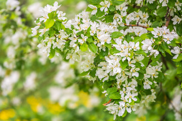 White blossoming apple trees. White apple tree flowers