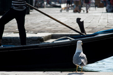 seagul waiting for trip in gondola in Venice city