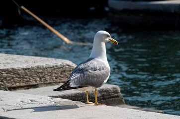 seagul waiting for trip in gondola in Venice city