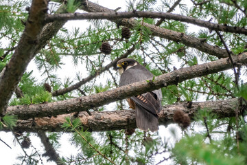 Eurasian hobby, falco subbuteo, sitting on top of larch tree. Cute majestic falcon bird of prey in wildlife. The Eurasian hobby , Falco subbuteo