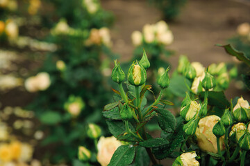 Close-up of yellow rosebuds in raindrops or dew