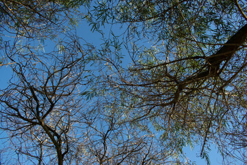 Fototapeta premium Copas de arboles 2