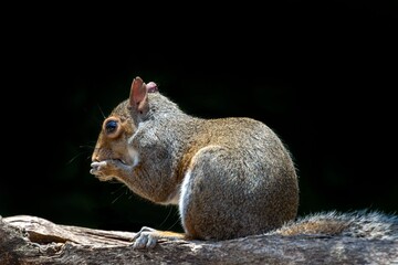 Gray Squirrel having dinner on a log.