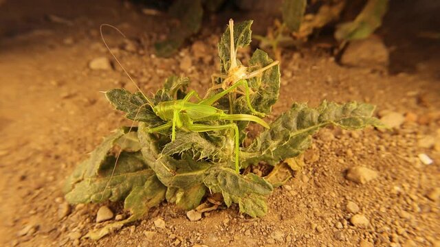 Green katydid molting its skin.
Camouflage katydid in the nature on the leaves.
Amazingly camouflaged insect.
Closeup insects.
Insect, bugs, bug.
Animals, animal.
Wildlife, wild nature, forest, woods