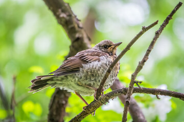 A fieldfare chick, Turdus pilaris, has left the nest and is sitting on a branch. A chick of...