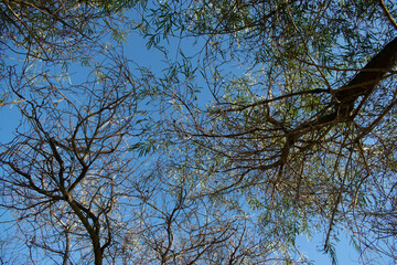 Copas de arboles