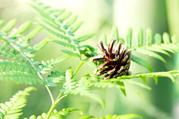 A spruce cone in close-up on a blurry green background with a copy of the space.