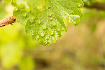 Blisters on a grape leaf damaged by spider mites in a vineyard. Vineyard diseases