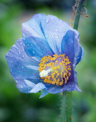 Himalayan blue poppy 