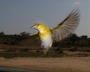 Kruger National Park: Birds weaver in flight
