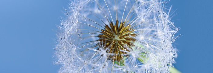 Beautiful dew drops on a dandelion seed macro. Beautiful soft background. Water drops on a parachutes dandelion. Copy space. soft focus on water droplets. circular shape, abstract background