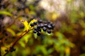 black autumn berries buckthorn macro photo