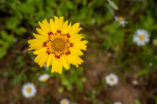 Single yellow wildflower with red and golden center