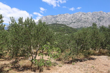 Olive trees against the background of mountains and blue sky on a sunny summer day, Croatia, Dalmatia.  Scenic view of olive orchard and fig tree on the seaside at the foot of high rocky mountains