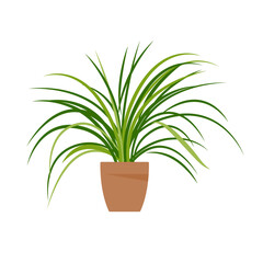 Home plant. Potted plant isolated on white. Flat. Vector illustration.