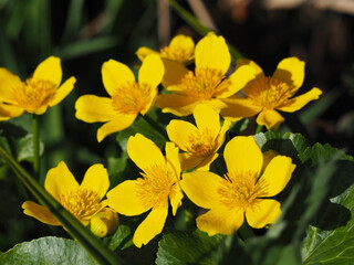  Forest Atmosphere in the Spring