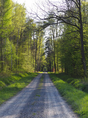  Forest Atmosphere in the Spring
