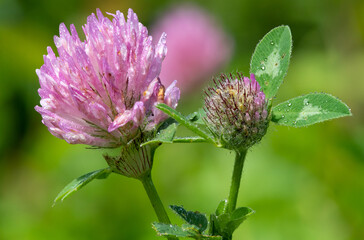 Macro shot of a flower on a red clover (trifolium pratense) plant