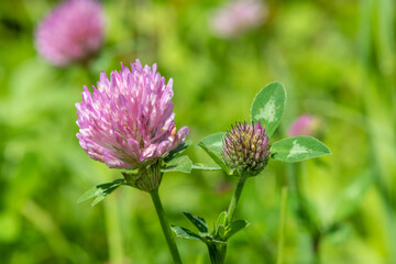 Macro shot of a flower on a red clover (trifolium pratense) plant