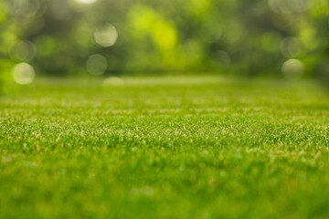Green grass natural background with selective focus