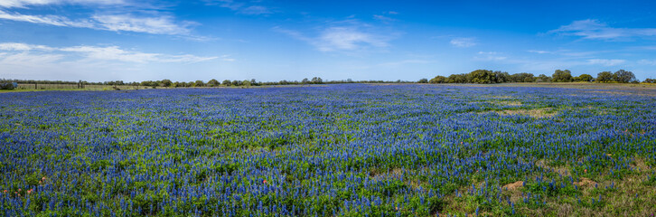 Panoramic view of a field of bluebonnets