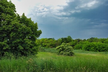 Fototapeta premium Summer landscape on a riverside flooded meadow with trees and lush green grass