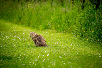 Cat sitting in green field. One tabby cat looking in sunny day. Lausanne, Switzerland.