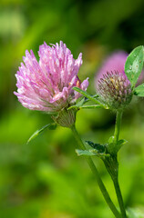 Macro shot of a flower on a red clover (trifolium pratense) plant