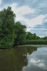 Fototapeta premium Summer landscape on a riverside flooded meadow with trees and lush green grass