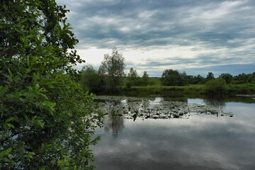 Summer landscape on a riverside flooded meadow with trees and lush green grass