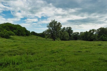 Obraz premium Summer landscape on a riverside flooded meadow with trees and lush green grass