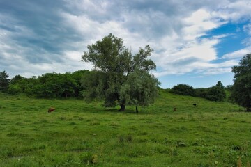 Summer landscape on a riverside flooded meadow with trees and lush green grass