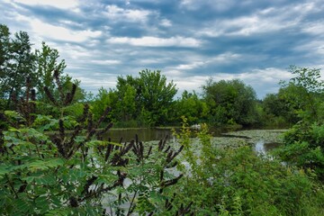 Summer landscape on a riverside flooded meadow with trees and lush green grass