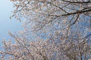 空を見上げたら満開の桜