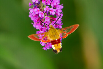 Sphinx gazé Hemaris fuciformis butinant sur un Buddleia