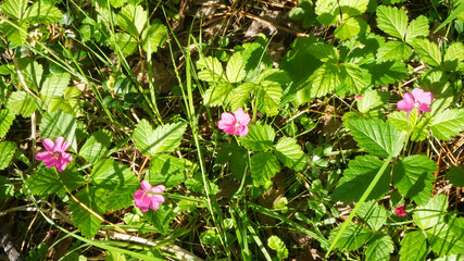 Obraz na płótnie Canvas pink beautiful small flowers among green juicy fresh greenery in the grass it's sunny summer