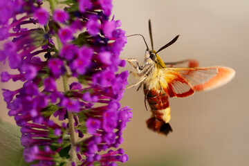Sphinx gaz&eacute; Hemaris fuciformis butinant sur un Buddleia