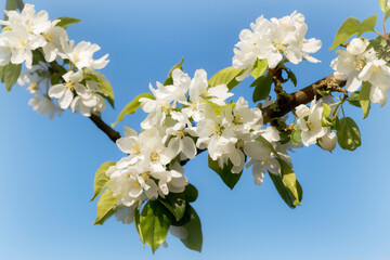 White apple blossom on the tree, with blue sky.