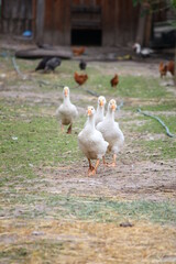 Geese in a country yard. Free range poultry farming