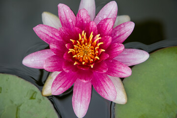 pink water lily, view close up