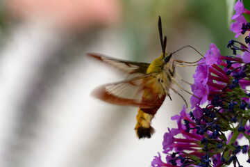 Sphinx gazé Hemaris fuciformis butinant sur un Buddleia