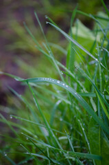Dew drops on the grass