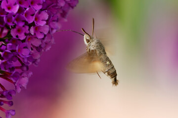 Morosphinx Macroglossum stellatarum butinant sur un Buddleia